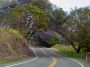 04HaleakalaBike - 31 * Haleakala Highway with Jacaranda trees blooming at 4000'